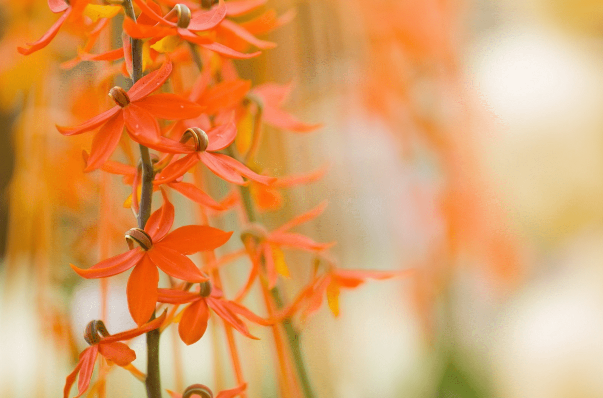 4月,月老來助,舊情人回心轉意,3大生肖喜得桃花運,破鏡重圓