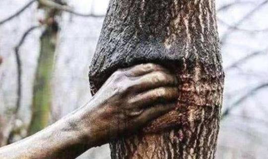 世界上最“厉害”的手，紧握树干50年从未松开过，却饱受争议