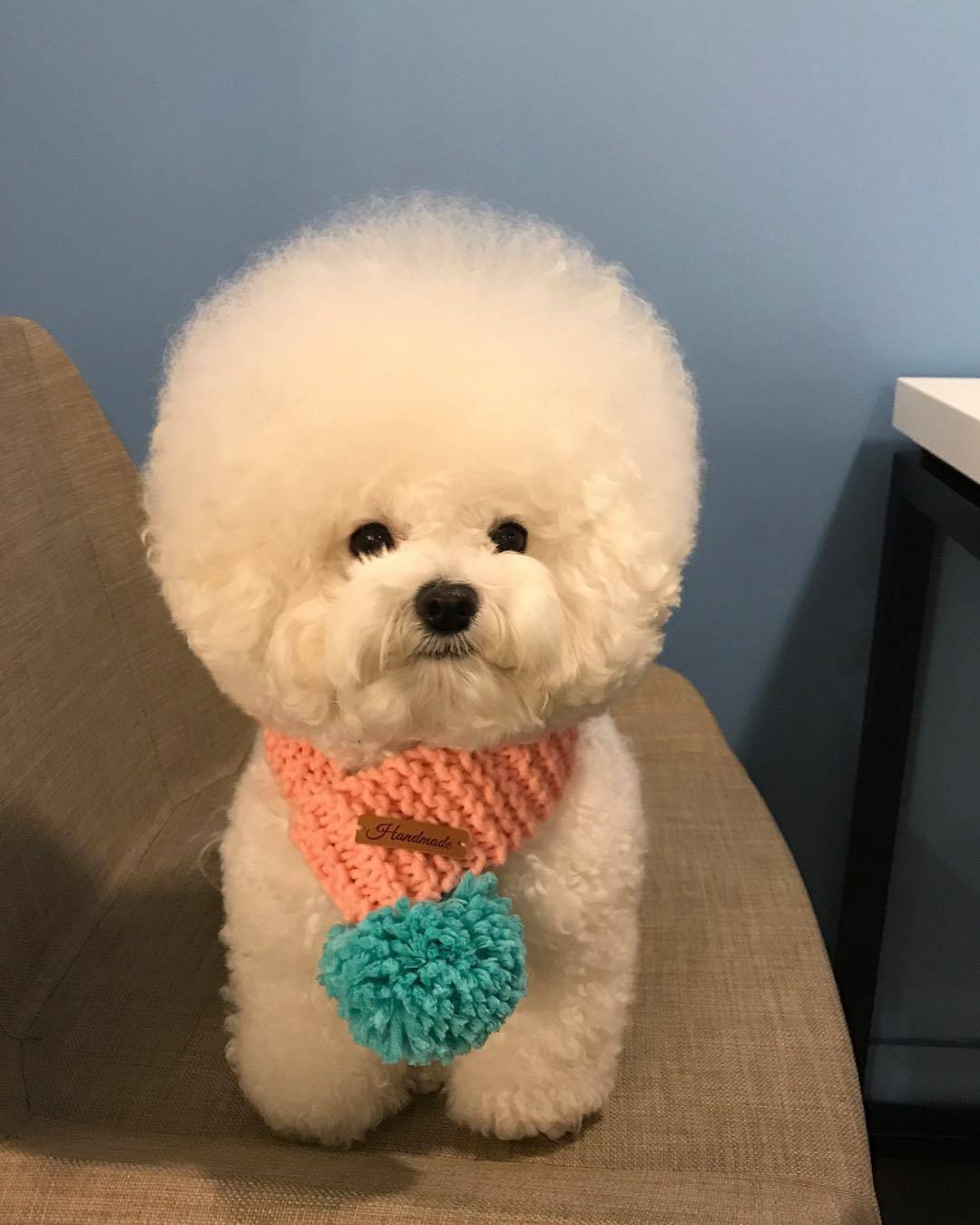 比熊口臭怎么解决7个小方法轻松去除比熊口臭