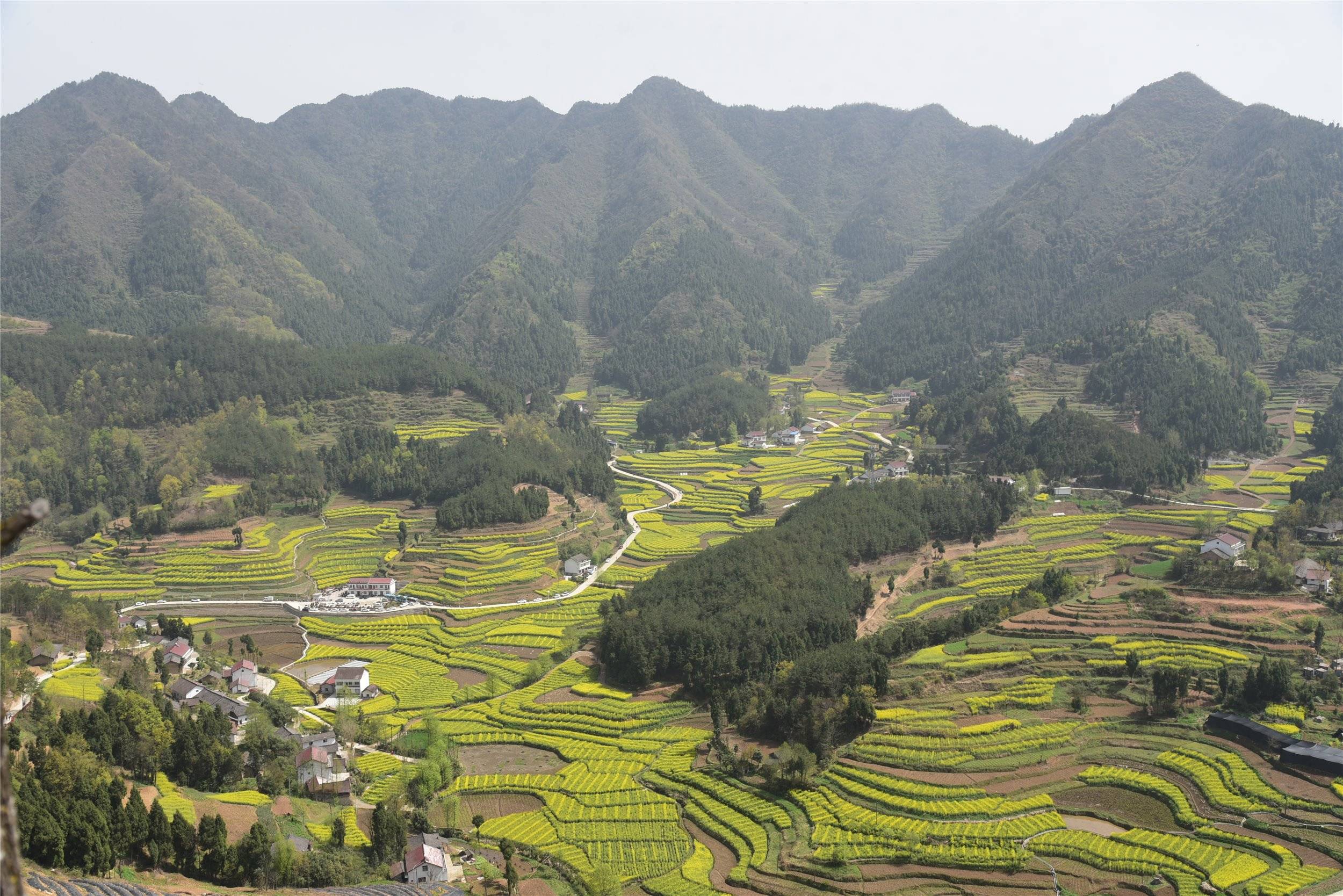 中国最美油菜花海漩水坪观花活动 迎花召开
