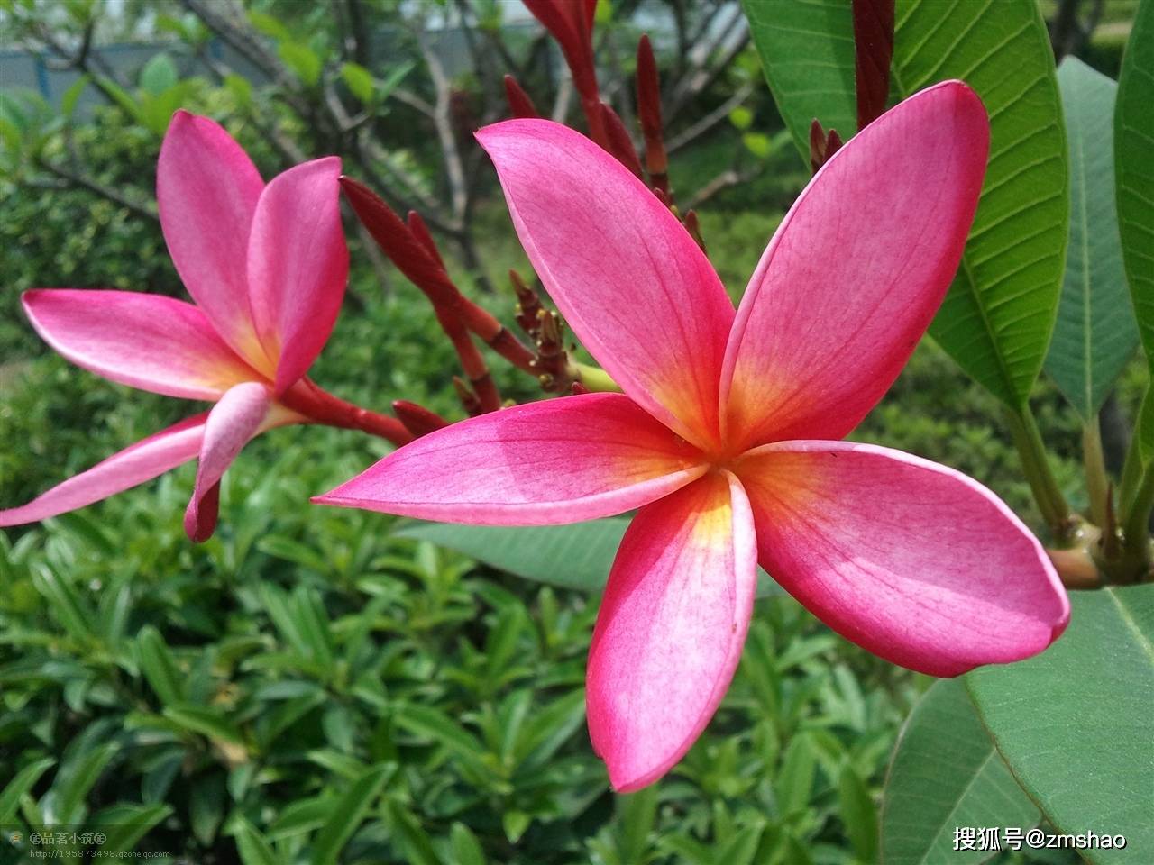 东南亚常见的鸡蛋花