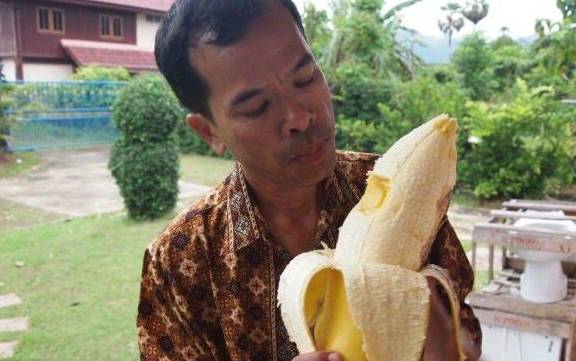 世界上最大的芭蕉树，一天都吃不完一根，一根有两公斤