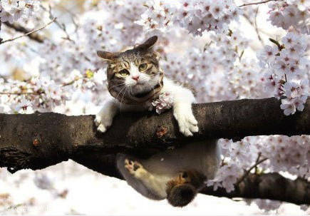 喵星人赏樱花睡在树枝上，醒来后一脸懵，这姿势是认真的吗？