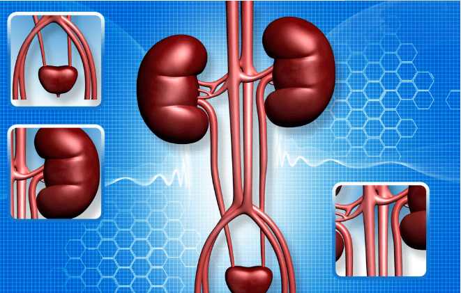 肾脏病排名_慢性肾脏病图片(3)