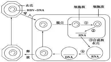 蛋白质的主要反应原理是什么_蛋白质三级结构是什么(3)