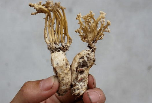 竹林中的"虫草",1半是虫1半是花,1斤300元,每年不少人去寻找_金蝉花