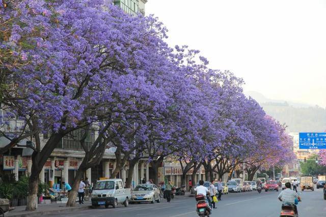 中国有两座城市，四川西昌和云南昆明，街道上种满了蓝花楹！