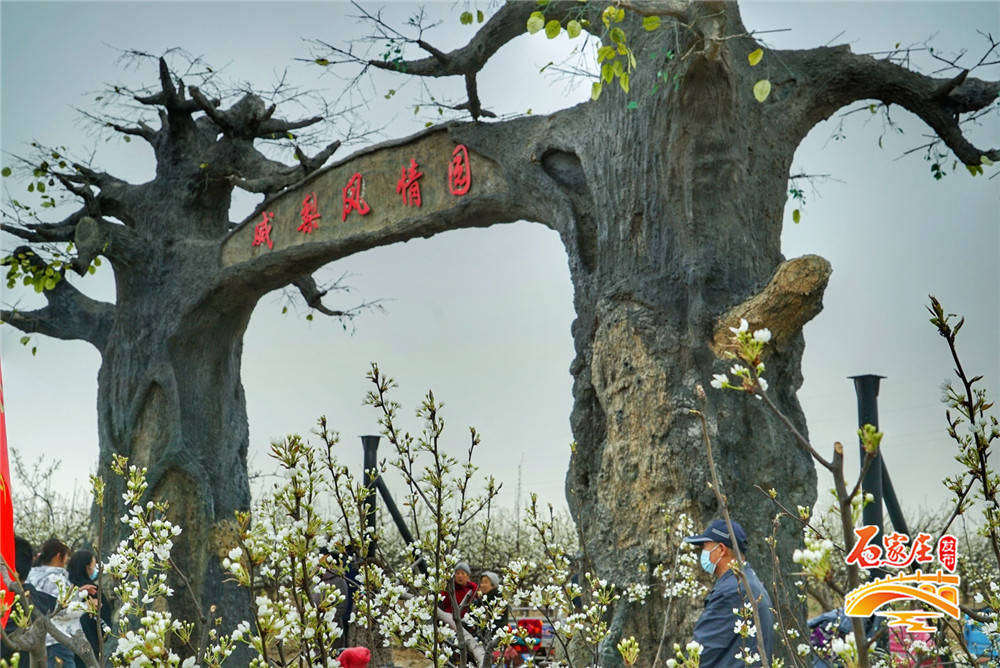 千亩百年梨树打造最美春光！威县梨花节发布两大精品旅游线路