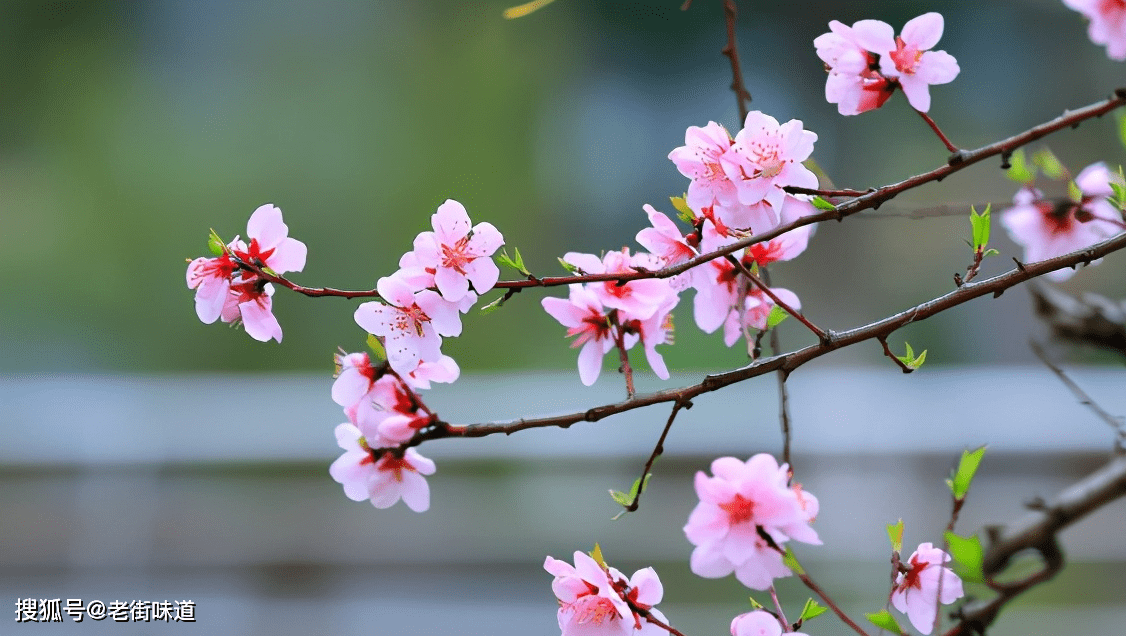 春天到了，一起写几首桃花诗吧