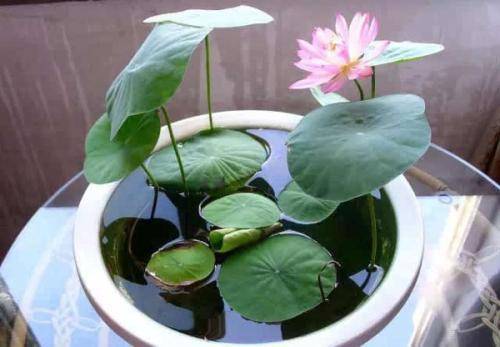 春天适合养一盆碗莲 浇水越多 长得越旺 开花清香扑鼻 睡莲 春天适合养一盆碗莲 浇水越多 长得越旺 开花清香扑鼻 睡莲