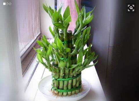 龟背竹水培转土培成活率 aee47deed6ab45c3b7cdaf1f1decf924.jpeg