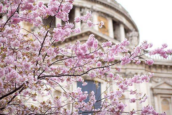 英国的春天终于来啦！浪漫樱花季，伦敦赏樱攻略请查收！