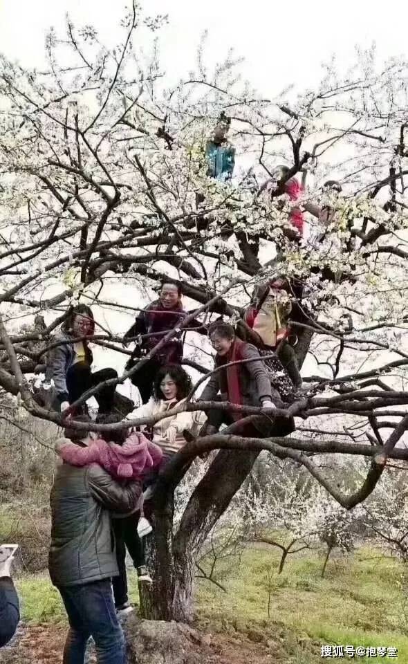 春天来了，树上开满了中国大妈
