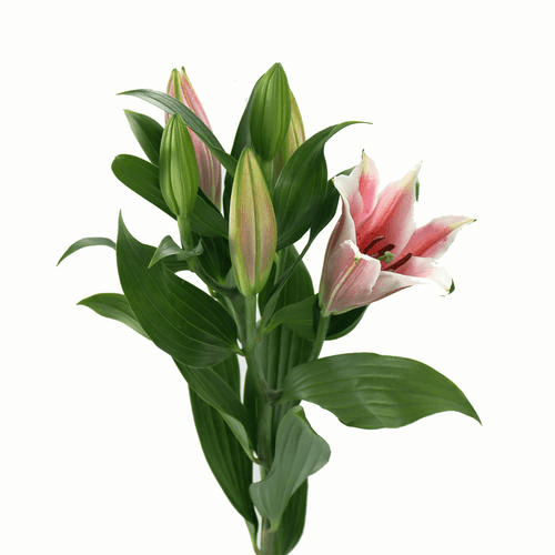 61fb8cd0623a47a1b6d5c49f7b05d08e.png
