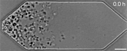 细胞 十年磨一剑 科学家成功合成可正常生长分裂的人造细胞 基因