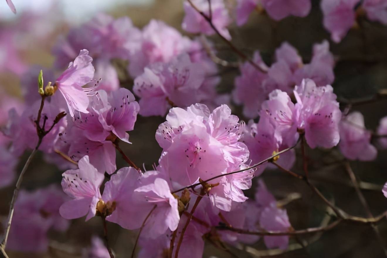 山花烂漫正当时 2021灵珠山踏青祈福赏花节启幕