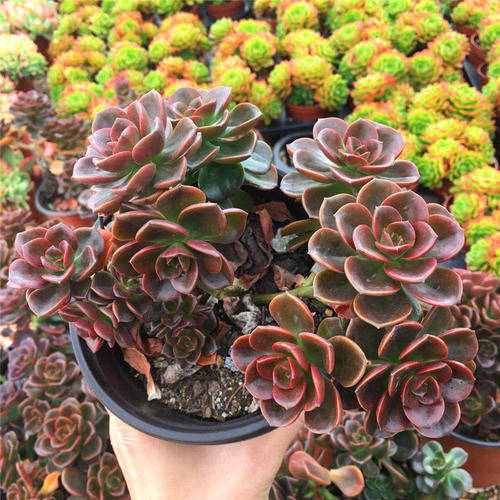 原创此款多肉植物,是深色系巧克力方砖,养成老桩还挺好看的