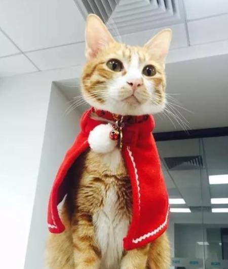 怎么画小猫咪穿的衣服 59a7408dc6ba44b088fa975f85aeaad6.jpeg