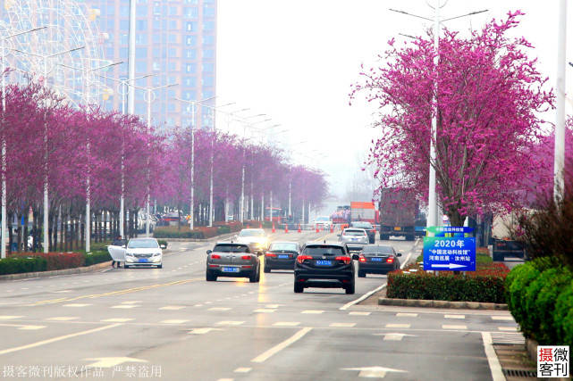 紫荆花装扮一座城，汝州市变身旅游示范区