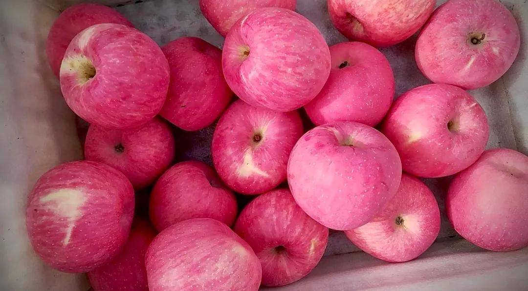 来自君王避暑圣地的宜君苹果你吃过吗