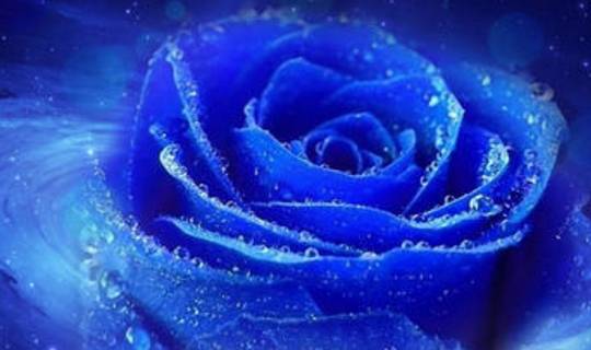 全球 最魅力 花种 彼岸花入选 一种来自土耳其 蓝玫瑰