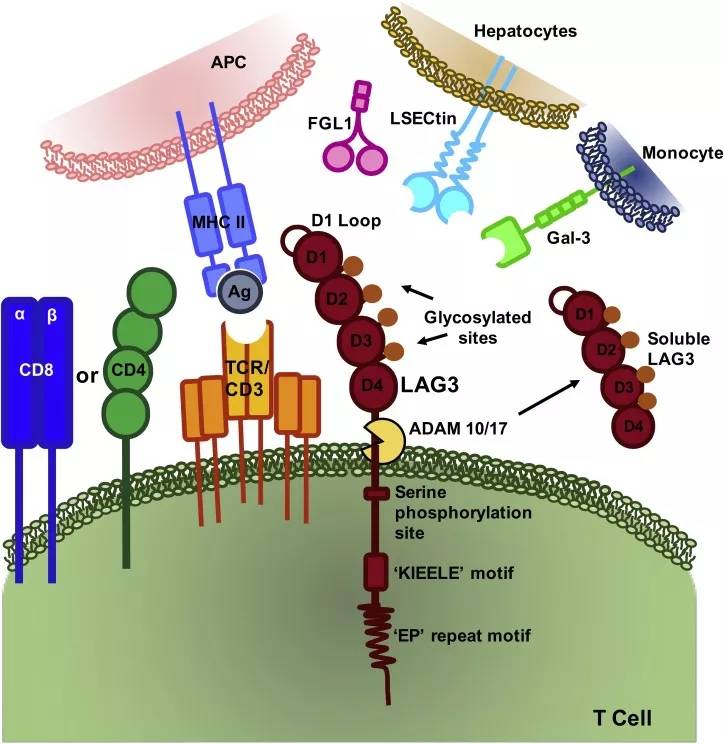 ctla4lag3雙免疫檢查點人源化小鼠助力腫瘤研究