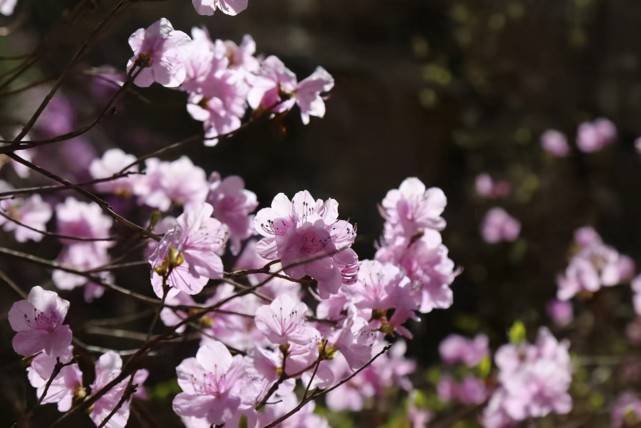 山花烂漫正当时 2021青岛灵珠山踏青祈福赏花节启幕