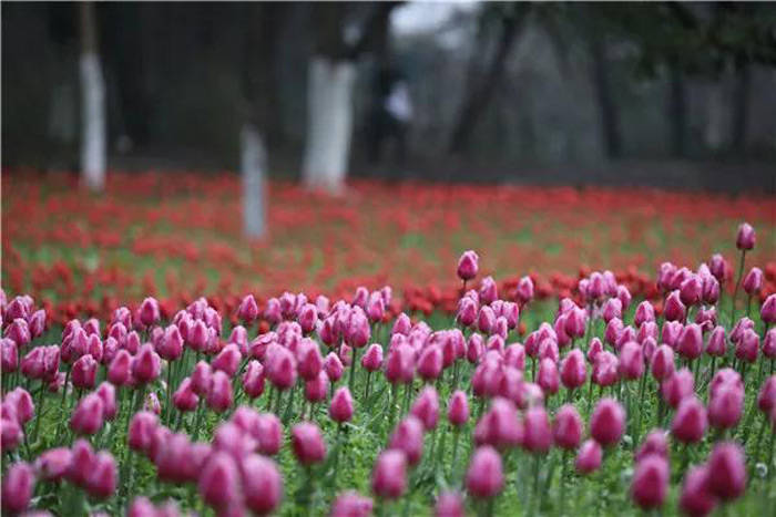 黔南春季赏花地图“曝光”，周末一起去踏青呀！