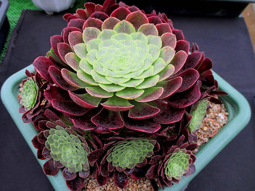 多肉法师三仙个个圆润珠玉美得让人挪不开眼适合新手