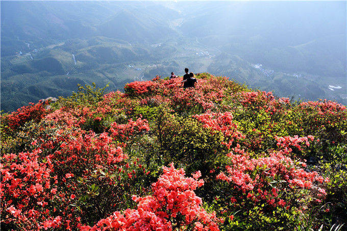 广东也有一个十里杜鹃花山，就是位于清远连山的金子山