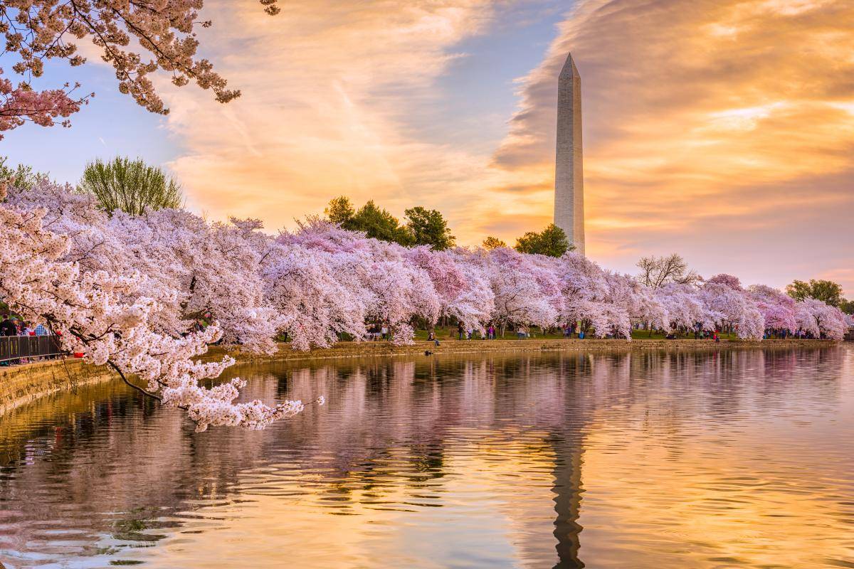 华盛顿樱花盛开Washington Cherry Blossoms搜狐大视野搜狐新闻