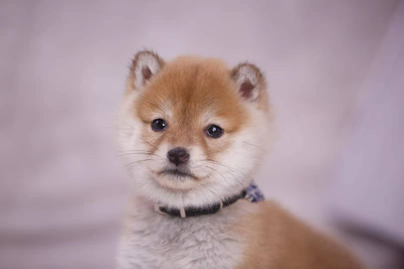 柴犬屬於中小型犬,由於體型小,食量小,更能很好的適應高層環境家養.