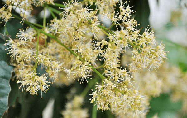 荔枝花像什么图片