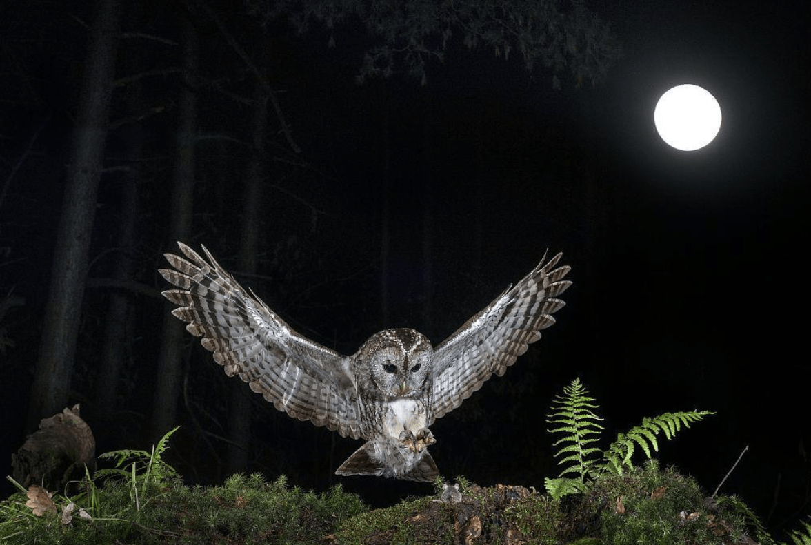 原创突然发现农村老鼠少了夜里听不见猫头鹰叫了为什么