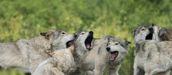 把刚出生的小哈士奇和小狼互换,二哈会恢复野性吗?_狼群