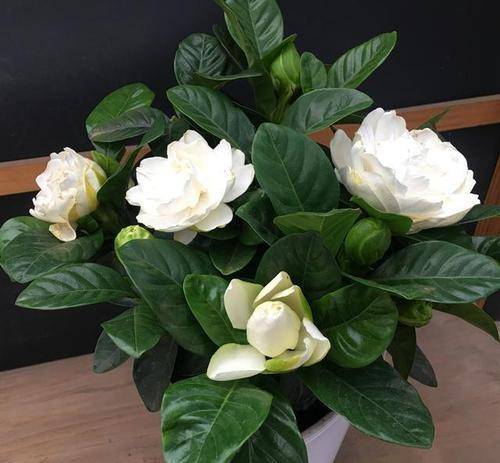 6月养栀子花 做好两不停 栀子花新芽新叶长不停 呼呼爆花苞 开花