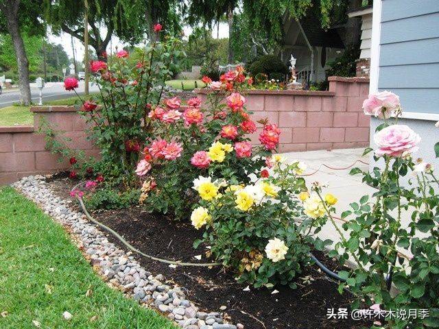 月季怎么浇水施肥 e28542784f4741d59bc6dd13a6ef8aec.jpeg