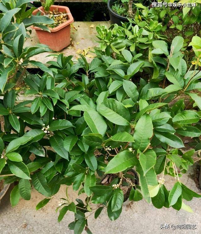 桂花怎么修剪 修剪分品种,分季节,不要盲目乱剪,影响开花