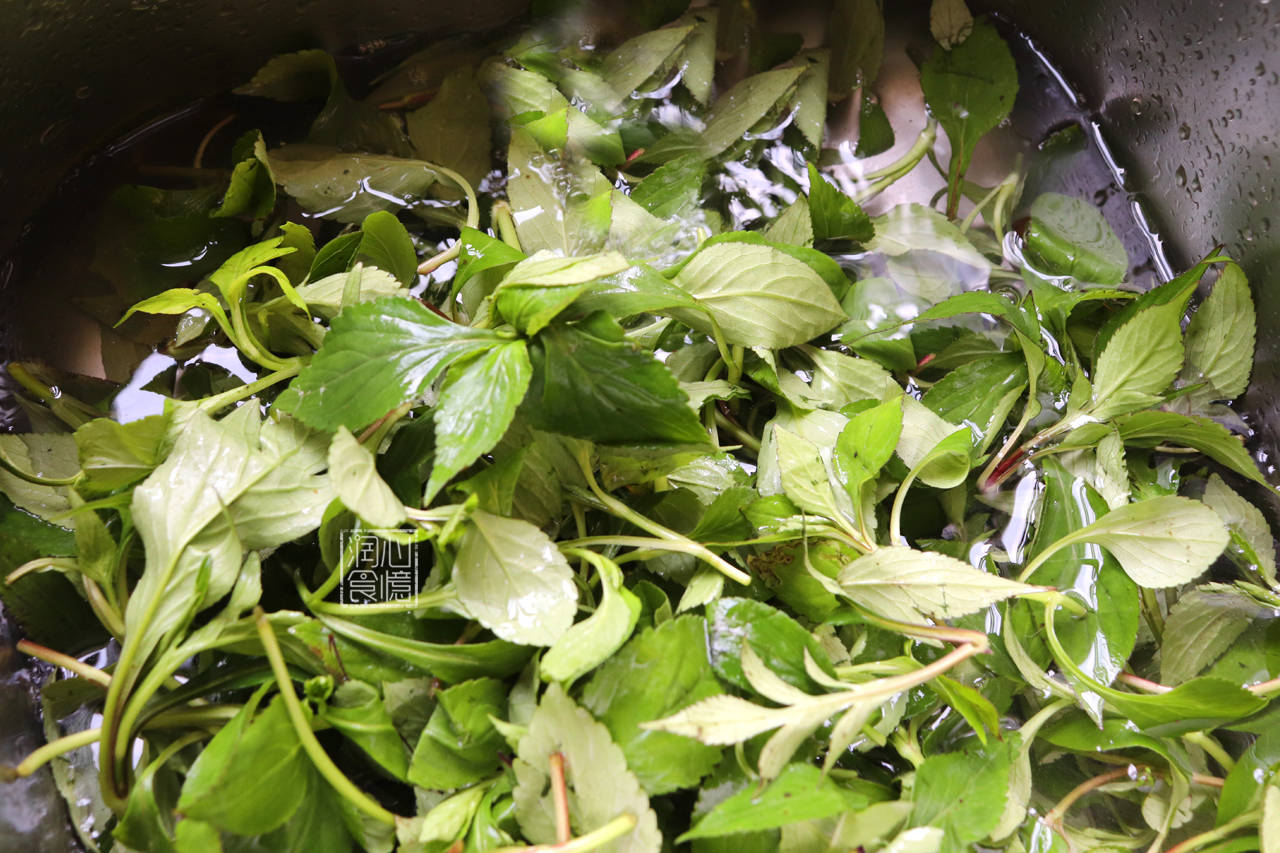 福建人最爱吃的9种春季野菜,鼠粬草上榜,最后一种你不一定吃过_马兰头