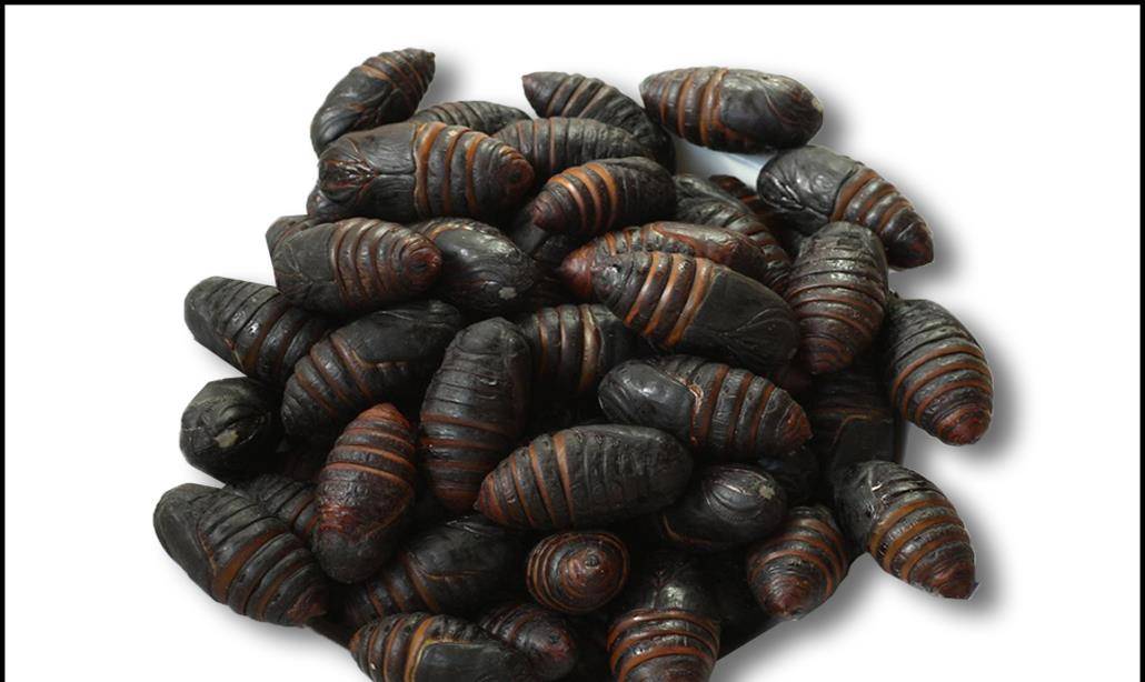 东北年夜饭下酒菜,黄色蚕蛹和黑色蚕蛹的区别?怎样做才好吃_椒盐