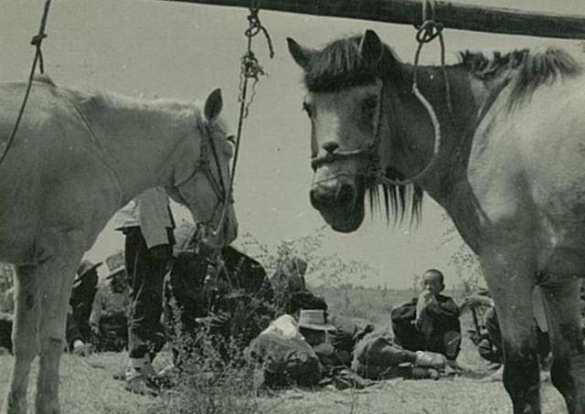 白马回头望，小贩卖洋娃！1939年日寇拍摄的临汾尧庙祭！