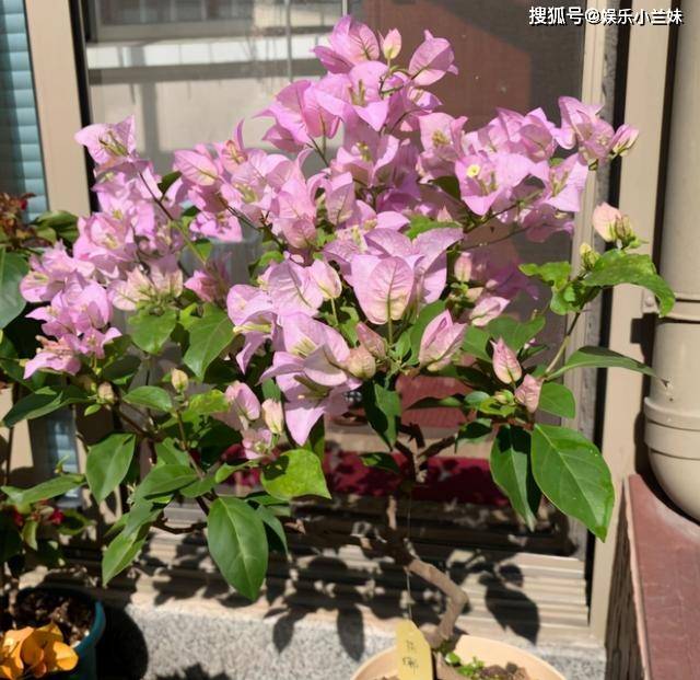 三角梅开花期怎么用肥 a3d933b5ab0e4280a83668ead30f9195.jpeg