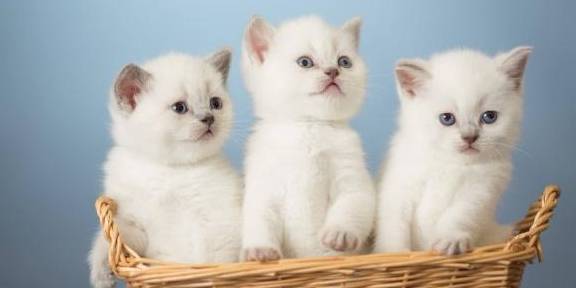 猫咪怎么才能让它不怀孕 bd5570393f4a43dba22b01d379759b2d.jpeg