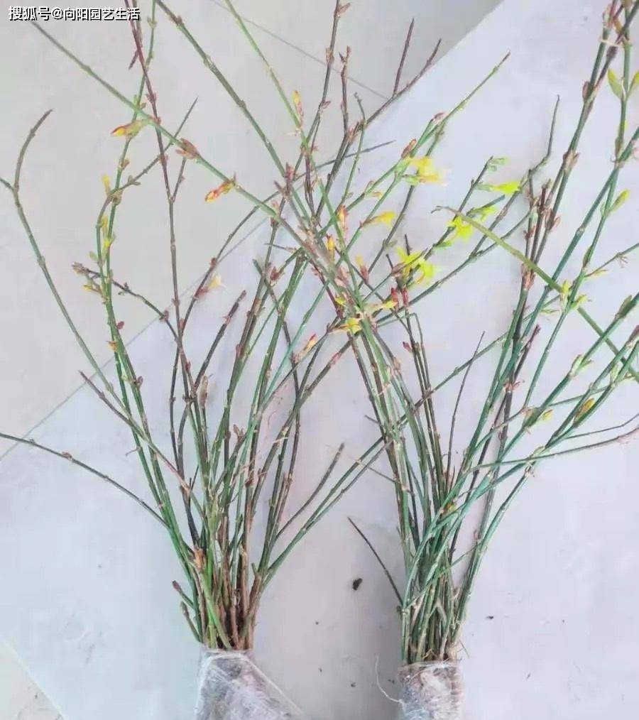 原创清明扫墓,路边全是迎春花,剪点枝条带回家,当成插花来养.