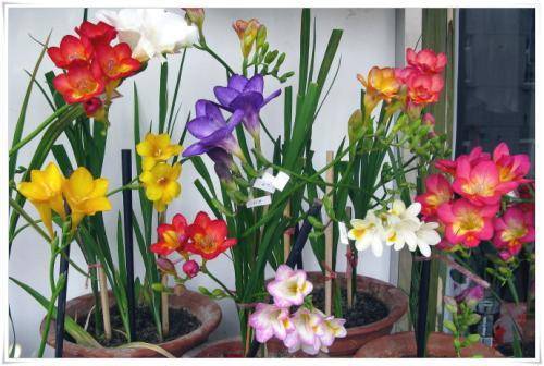 怎么养花才能让花活的时间更长 a8dab8913e424bf3a78c391e67f39d4c.jpeg