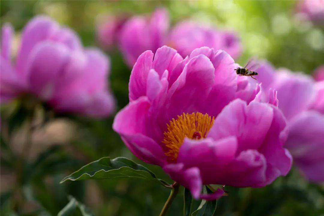 四季赏花曲谱_美女赏花图片