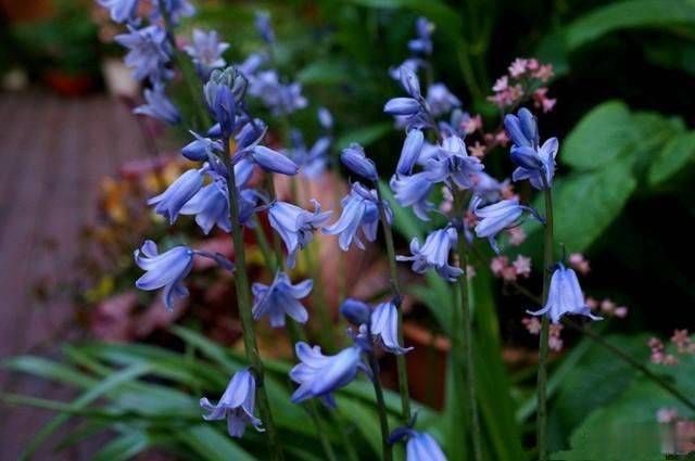 秋天种几棵蓝铃花 春天蓝紫色花朵开满枝 特别漂亮 种植