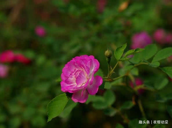 4月下旬事业一路高歌 运势飞升 富贵花开的四大属相 生肖