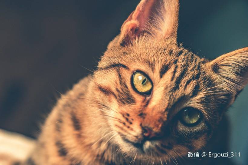 二狗子讲猫 很久很久以前猫只有一种颜色 毛色