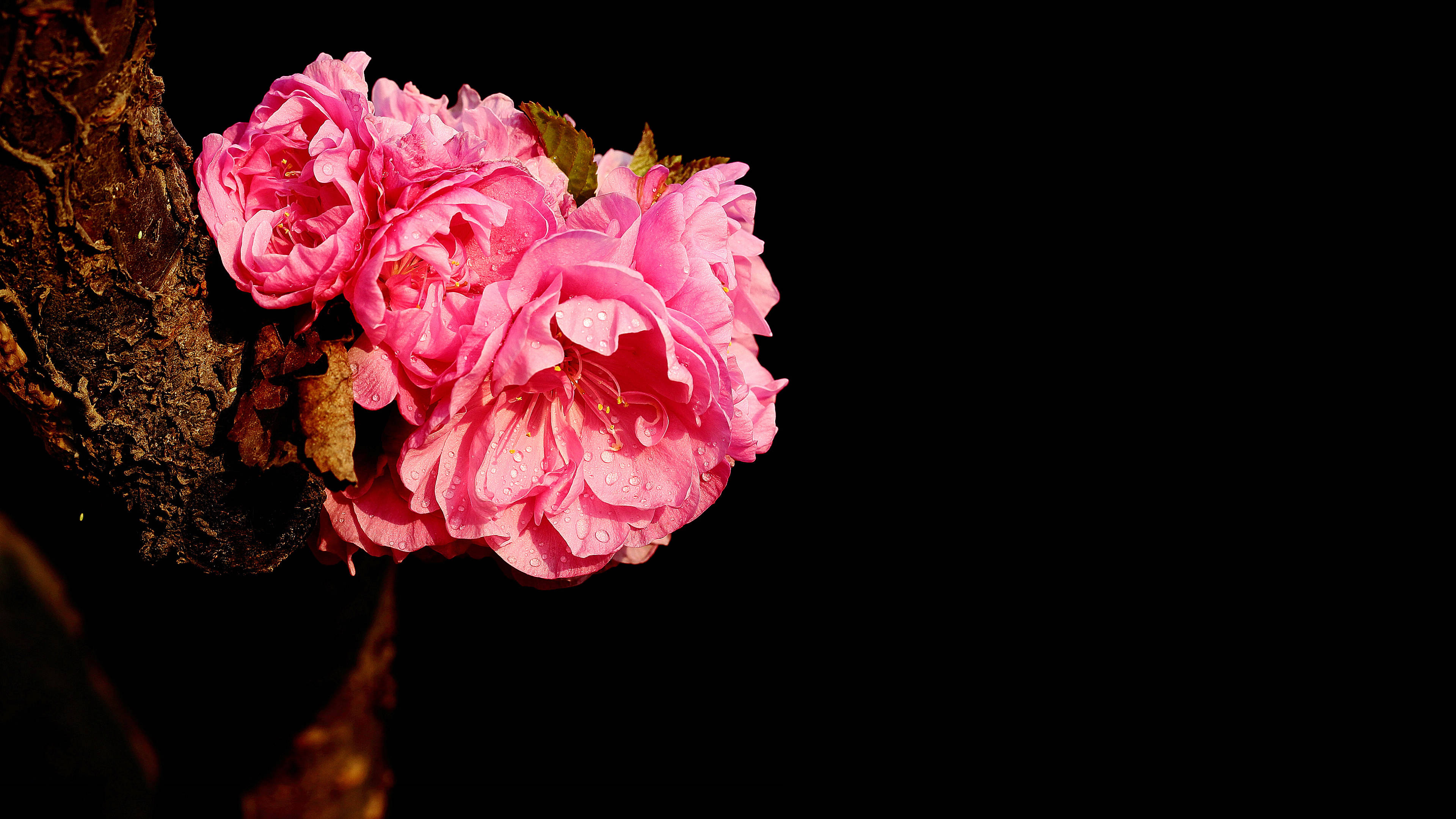 4月6日星座运势 蓄势待发 迎难而上的四大星座 生活